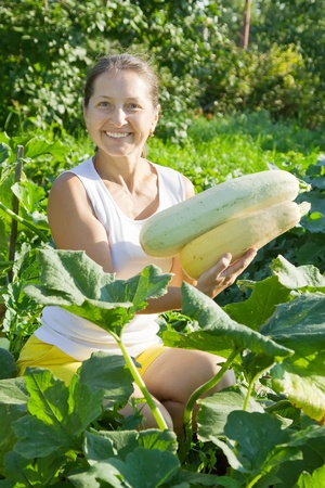 Mature woman is picking vegetable marrow in fieldの写真素材