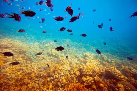 Photo of tropical fishes on coral reef areaの写真素材