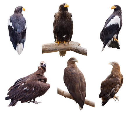 Set of  prey birds. Isolated over white