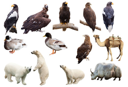 Set of  animals. Isolated over white background