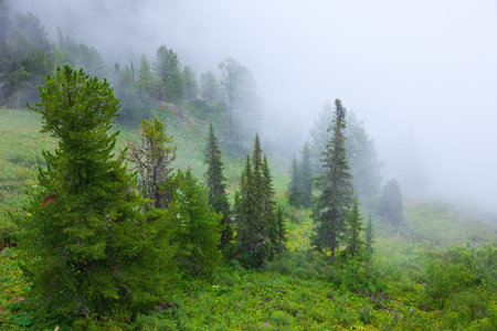 fog landscape  with cedar forest. Altai, Siberia