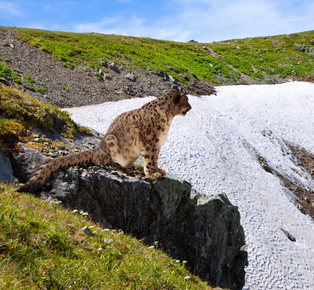 Snow leopard  on rocky at wildness areaの写真素材