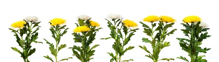 chrysanthemum flowers border. Isolated on white  backgroundの写真素材