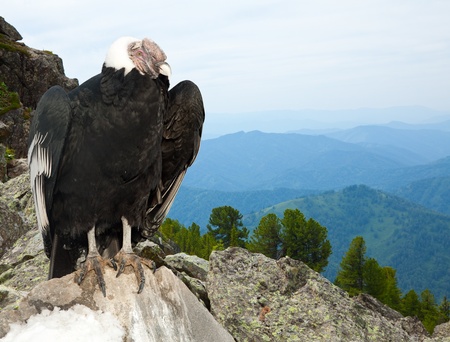 Andean condor (Vultur gryphus)  in wildness areaの写真素材