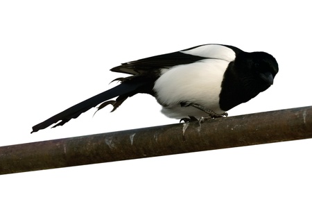  Eurasian Magpie (Pica pica).  Isolated over white backgroundの写真素材