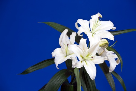 bouquet of white lily on blue backgroundの写真素材