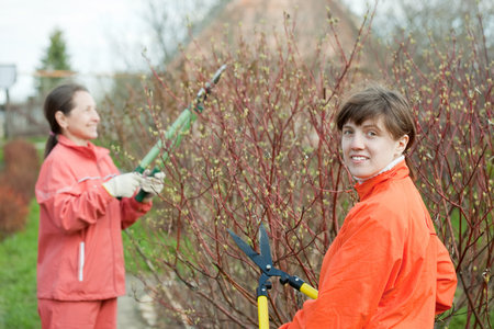 Two women pruning bush in the garden 