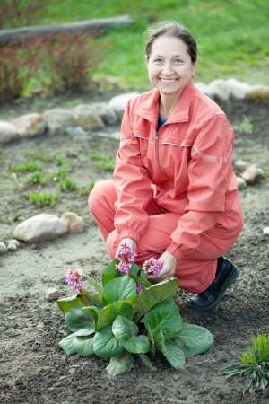Happy mature woman in yard gardening with Bergenia plantの写真素材