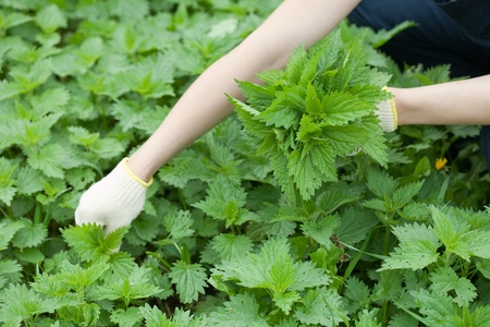 Closeup of woman gathers nettle in spring gardenの写真素材