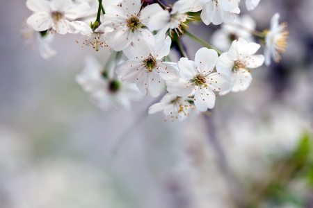 cherry tree branch in spring against  blur background   with copyspaceの写真素材