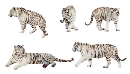 Set of white tiger. Isolated  over white background with shadeの写真素材