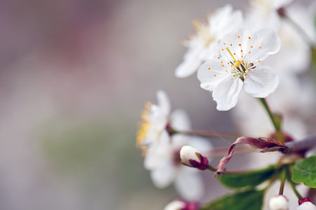 blooms tree branch in spring against  blur background   with copyspaceの写真素材