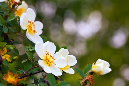 brier flowers against blur  background with copyspaceの写真素材