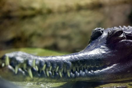 Lying  false gharial (Tomistoma schlegelii)  in wildness areaの写真素材