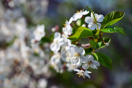 blooms tree branch in spring against  blur background   