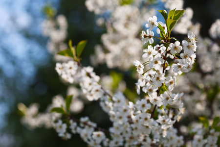 blooms tree branch in spring against  blur background 