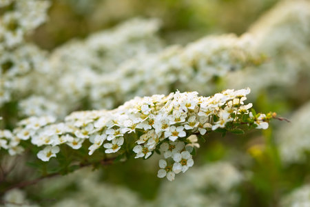 blooms Meadowsweet branch against blur background with copyspace