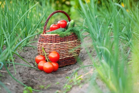 Harvested vegetables in basket  at gardenの写真素材