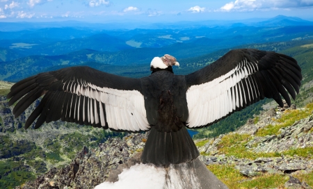Andean condor (Vultur gryphus)  in wildness areaの写真素材