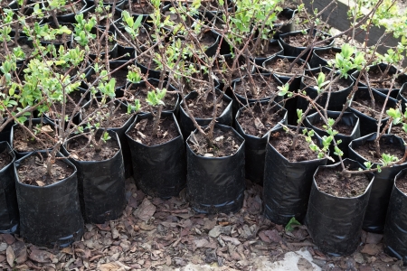 clearance sale of  sprouts in pots during springの写真素材