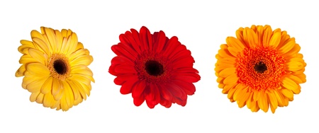 three daisy flowers. Isolated over white backgroundの写真素材