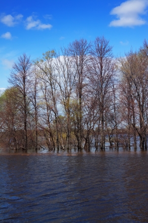 Spring landscape with flooded treesの写真素材