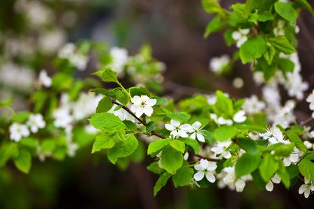 blooms tree branch in spring garden