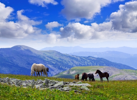 mountains landscape with  herd of horses  Altai, Siberia の写真素材