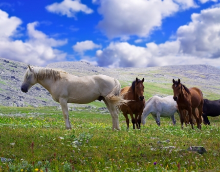 herd of horses on mountains meadowの写真素材