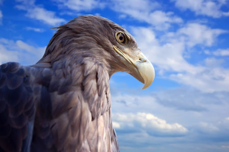 sea  eagle against blue sky