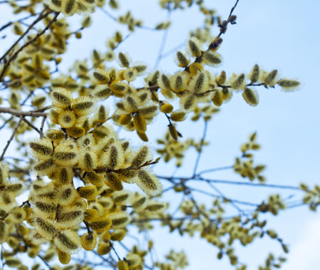  Willow branches with buds  in spring