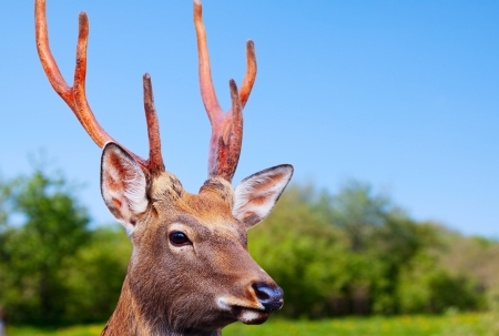 Sika deer (Cervus nippon) in wildnessの写真素材