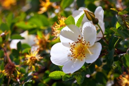 brier flowers against blur  spring foliage background  の写真素材