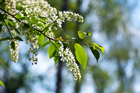Close-up of  white  Bird Cherry flowersの写真素材