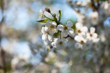 blooms tree branch in spring against  blur background   with copyspaceの写真素材