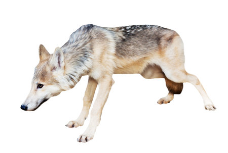 Alaskan Tundra Wolf (Canis lupus tundrarum) standing over white background