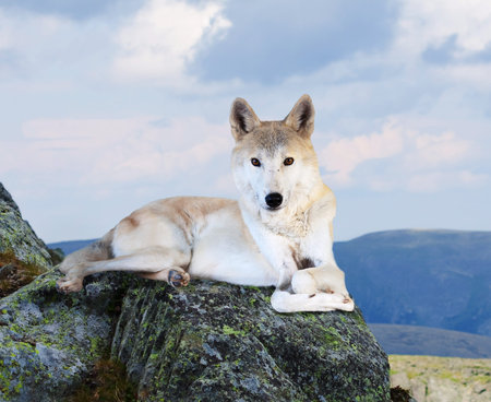 White wolf sits on rock in wildness area