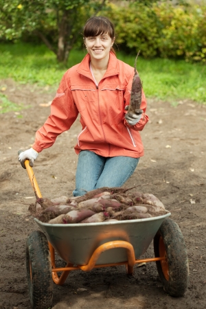 young woman with beetroot harvest in fieldの写真素材
