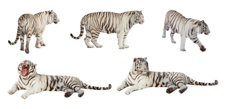 Set of white tiger. Isolated  over white background with shadeの写真素材