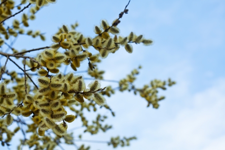  Willow branches with buds  in springの写真素材