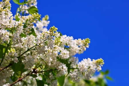 White lilac branch against blue sky with copyspaceの写真素材
