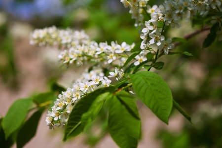 Close-up of   Bird Cherry flowersの写真素材