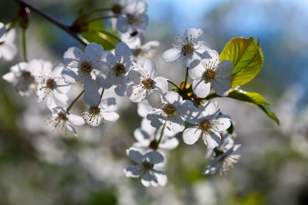 blooms tree branch in spring gardenの写真素材