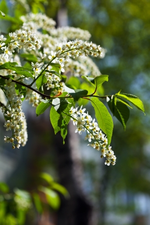  Bird Cherry tree in full bloom at spring gardenの写真素材