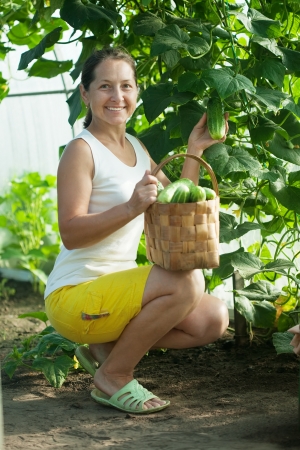 Mature woman   harvesting cucumbers in greenhouseの写真素材