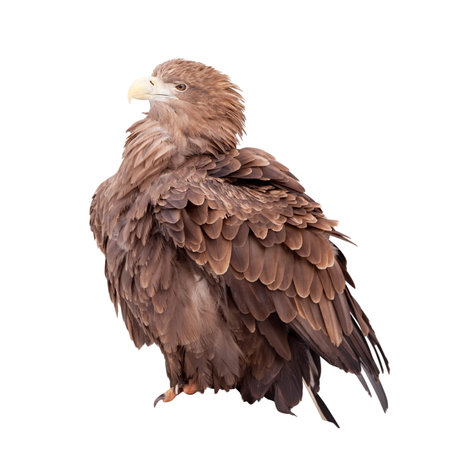 Tawny eagle (Aquila rapax).  Isolated over white background