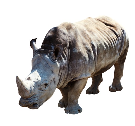 white rhinoceros(Ceratotherium simum). Isolated over white backgroundの写真素材