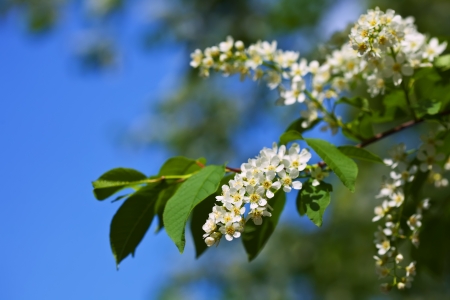  Bird Cherry branch against blue sky with copyspaceの写真素材