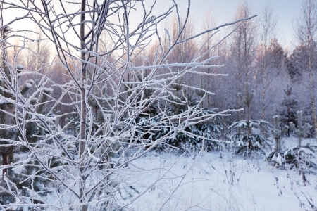 Frozen branch of tree in forestの写真素材