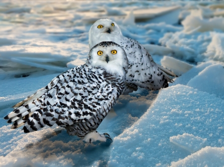 Snowy Owl (Bubo scandiacus) at ice areaの写真素材